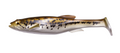 Megabass MagDraft