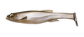 Megabass MagDraft
