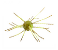 Strike King Tumbleweed Floatin