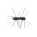 Z Man Fuzzy BugZ